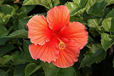 《龙腾世纪4》宣扬ZZZQ价值观 NPC大谈性别认同